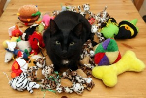 cat-burgler 140227dd3e66286cd68c8ba42809ebd4 Pisica fura...