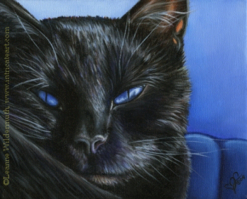 black-cat-with-blue-eyes 5b7f2f03179a7ea1584e682d656fe7c9 3 ceasuri rele si pisica neagra!