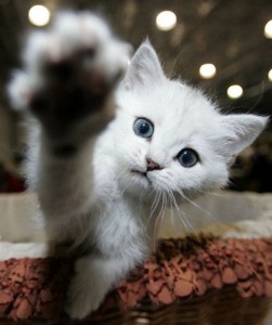 Cute Kitten 5f8785c69df9ff5c2f9bebdbf300d171 Iti dau o smetie?