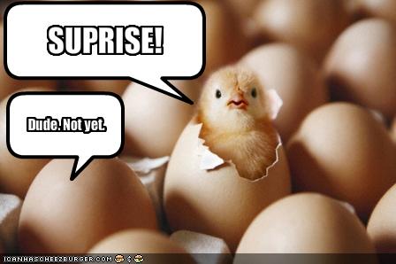 funny-pictures-surprise-chicken-is-a-little-early 6a8d57f45d3ba264392976bac8880bae Organizez petreceri surpriza
