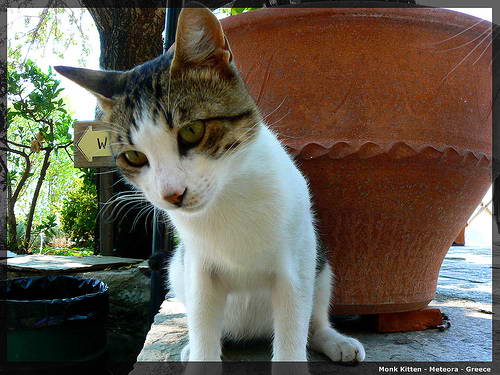 8e642a2b680871f83e007fec8fdc1381 Monk Kitten