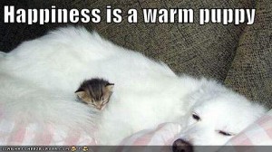 love-cats-03 906393f8c63e140f073ffe73e7fb11dd Matze de pe mail