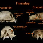 primates a697975c673f447538a242484d604c2f Yup! Were primates