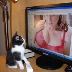 kitty_20porn c6cb6a3741064719a8dfe497fd4eba06 Industria porno este in rahat?