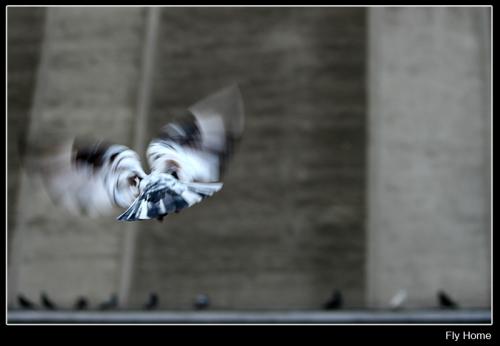 fly-home-800 dda3df2975a608829653bc3a582f2da5 Fly Home