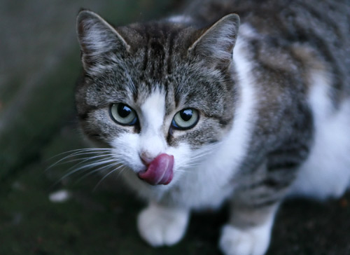 tongue cat tongue cat