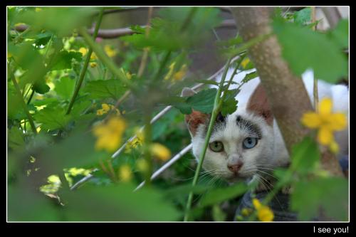 efb989d5b1a2bcc4d47e64b66457f723 I see You!