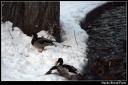 ducks bread party.thumbnail Inca un weekend...