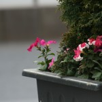 Alte flori pe strada flori strada 150x150 Oldies but goldies