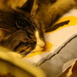 sofisticat expozitie de pisici 02 150x150 SofistiCat   Expozitie de pisici
