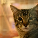 sofisticat expozitie de pisici 04 150x150 SofistiCat   Expozitie de pisici