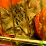 sofisticat expozitie de pisici 06 150x150 SofistiCat   Expozitie de pisici