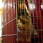 sofisticat expozitie de pisici 07 150x150 SofistiCat   Expozitie de pisici