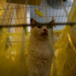 sofisticat expozitie de pisici 08 150x150 SofistiCat   Expozitie de pisici