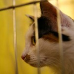 sofisticat expozitie de pisici 09 150x150 SofistiCat   Expozitie de pisici