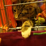 sofisticat expozitie de pisici 12 150x150 SofistiCat   Expozitie de pisici