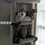 love cats 11 150x150 Matze de pe mail
