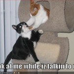love cats 21 150x150 Matze de pe mail
