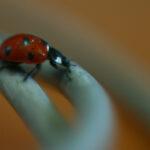 gargarita-macro-03