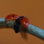 gargarita-macro-10