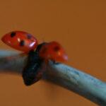 gargarita-macro-11