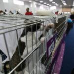 SofistiCAT 2010 03 SofistiCAT 2010 03 150x150 SofistiCAT 2010