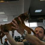 SofistiCAT 2010 12 SofistiCAT 2010 12 150x150 SofistiCAT 2010
