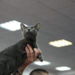 SofistiCAT 2010 22 SofistiCAT 2010 22 150x150 SofistiCAT 2010