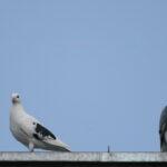 Pigeon story 01 150x150 Pigeon Story