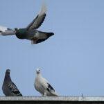 Pigeon story 02 150x150 Pigeon Story