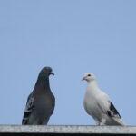 Pigeon story 03 150x150 Pigeon Story