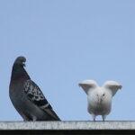 Pigeon story 04 150x150 Pigeon Story