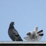 Pigeon story 05 150x150 Pigeon Story