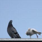 Pigeon story 07 150x150 Pigeon Story