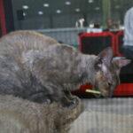 SofistiCAT 2010 - editia de toamna 09 SofistiCAT 2010 editia de toamna 09 150x150 SofistiCat 2010 Editia de toamna
