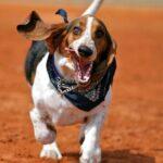 BASSET-HOUND-RUNNING-18 BASSET HOUND RUNNING 18 150x150 Basset can run...