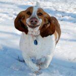 BASSET-HOUND-RUNNING-42 BASSET HOUND RUNNING 42 150x150 Basset can run...
