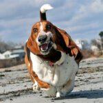 BASSET-HOUND-RUNNING-44 BASSET HOUND RUNNING 44 150x150 Basset can run...