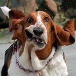 BASSETT-HOUND-BEACH-FACE BASSETT HOUND BEACH FACE 150x150 Basset can run...