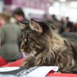Sofisticat 2012 primavara 04 150x150 Sofisticat 2012 – Editia de primavara